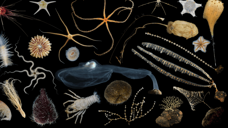 underwater-ecologies 747x420