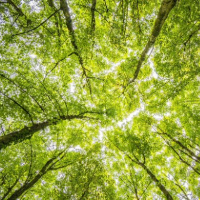 trees sourced from pexels 200x200px