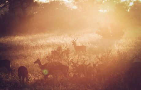 Why is animal consciousness controversial? Talking to my inner sceptic